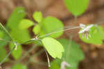 Southern meadow-rue